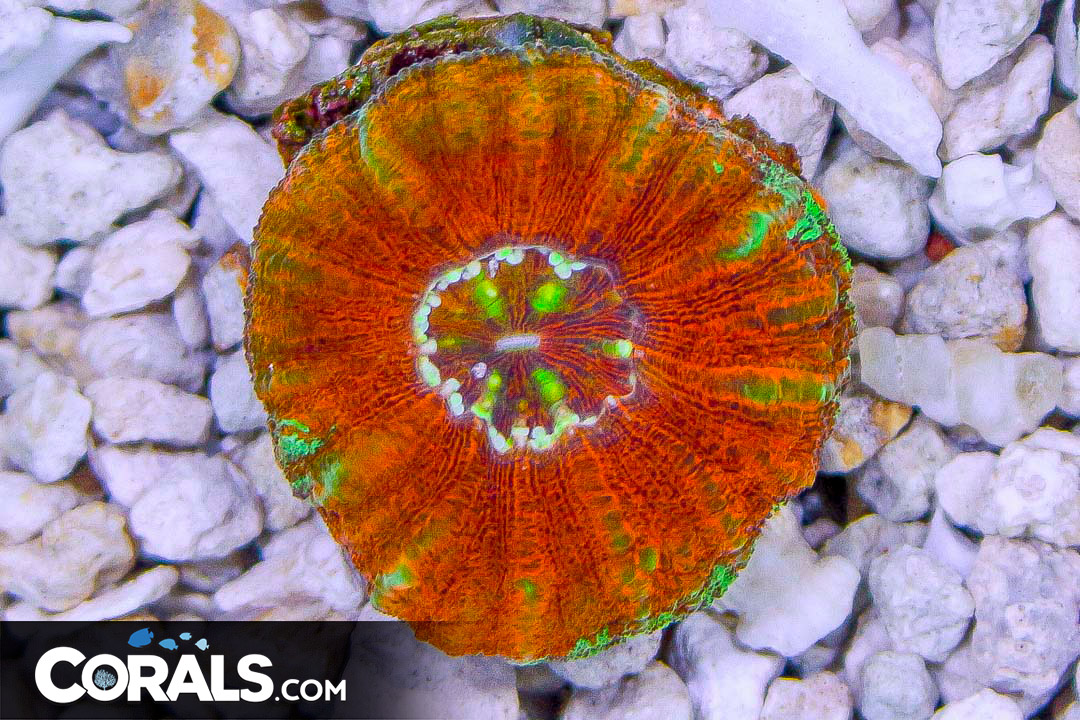 SUPER ULTRA Mini Scolymia – Australia RARE | Corals.com
