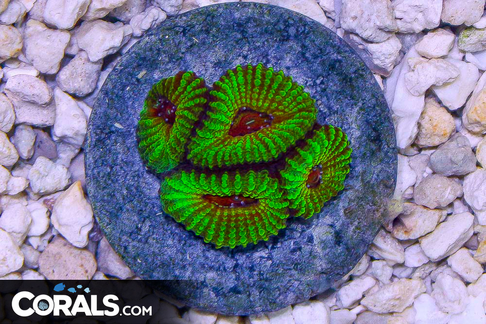 Favia Frag ULTRA | Corals.com