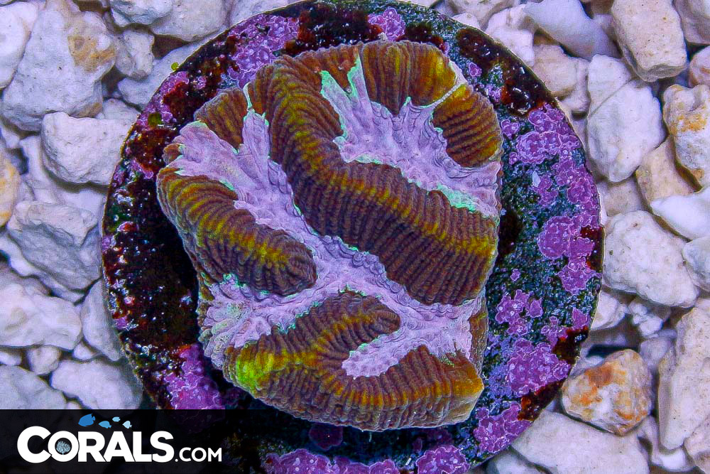 Platygyra Frag PINK | Corals.com