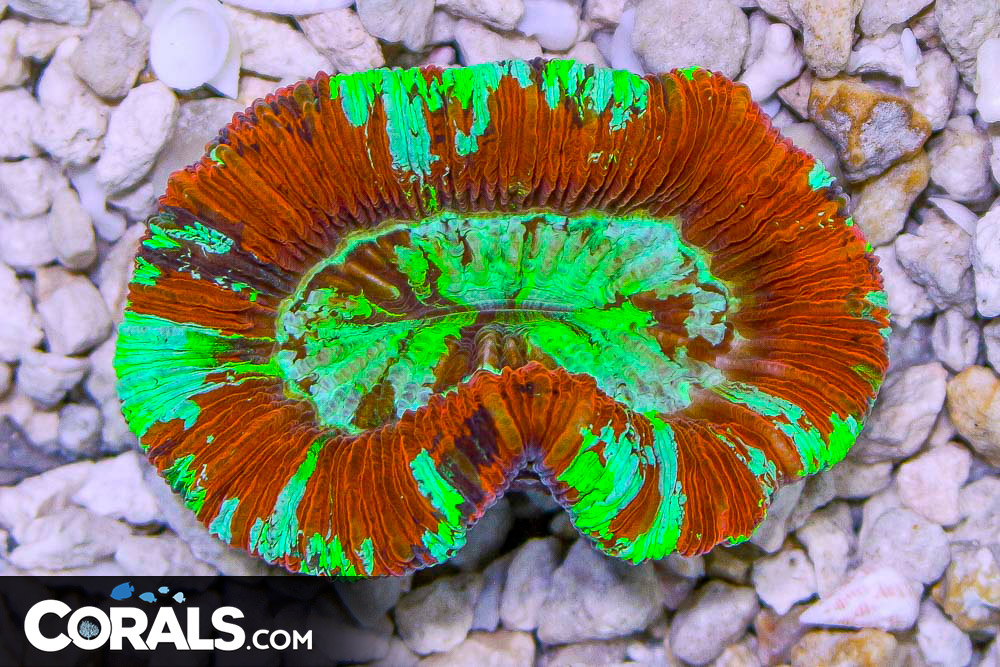 Trachyphyllia – Australia RED RARE ULTRA | Corals.com
