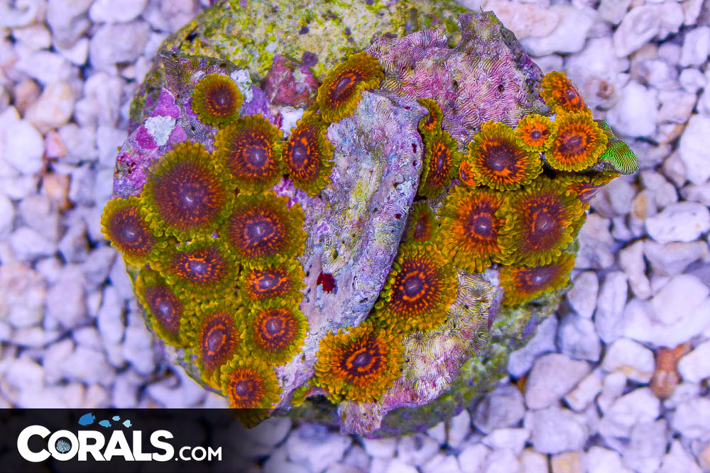 Grand Master Krakatoa Zoanthid Coral (GMK Zoa)