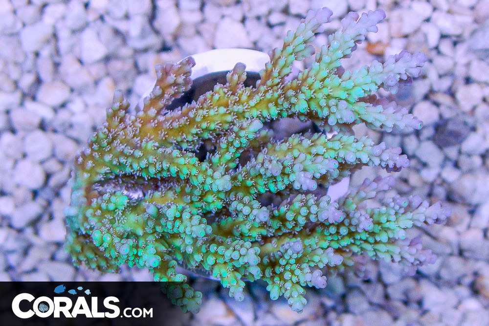 LiveAquaria.com - Complementary Greens and magentas adorn this Australian  Digitate Acropora Coral (Acropora spathulata) coming in today's Diver's  Den®  Remember, all LiveAquaria.com  purchases earn 5% when you enroll in