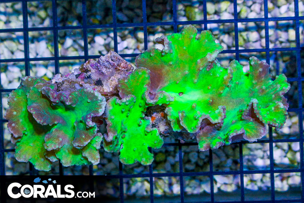 BIG NEON Cabbage Leather – Indonesia | Corals.com