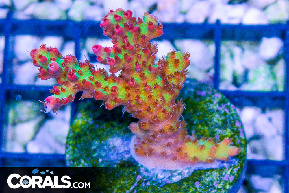 Acropora Frag Great Size STRAWBERRY SHORTCAKE | Corals.com