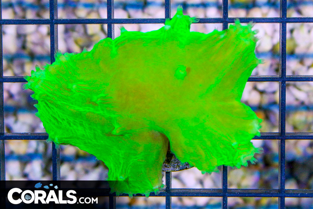 Indo Cabbage Leather Frag | Corals.com