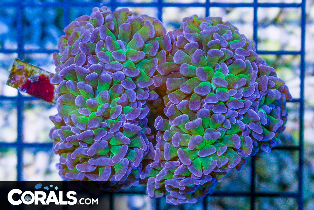 purple branching coral